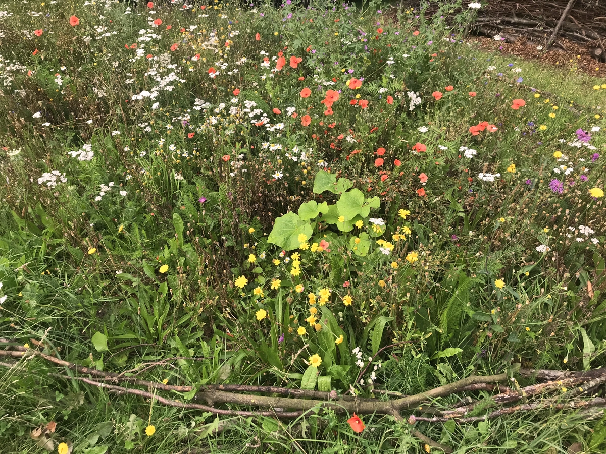 Kunterbunte Wildblumenwiese © Marcel Gluschak