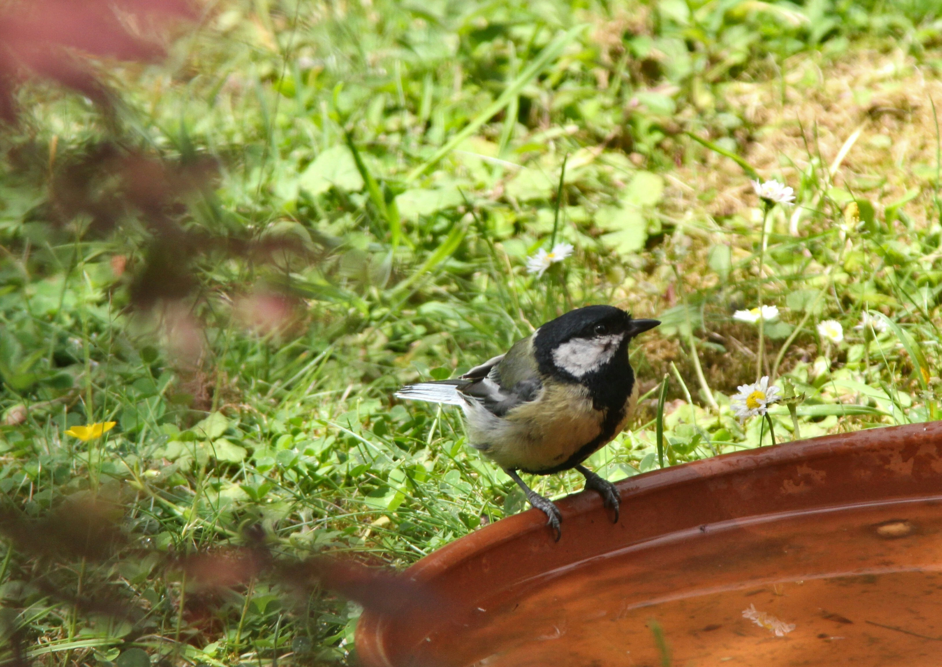 Eine Kohlmeise an einer Vogeltränke © Frank Eiffert auf Unsplash